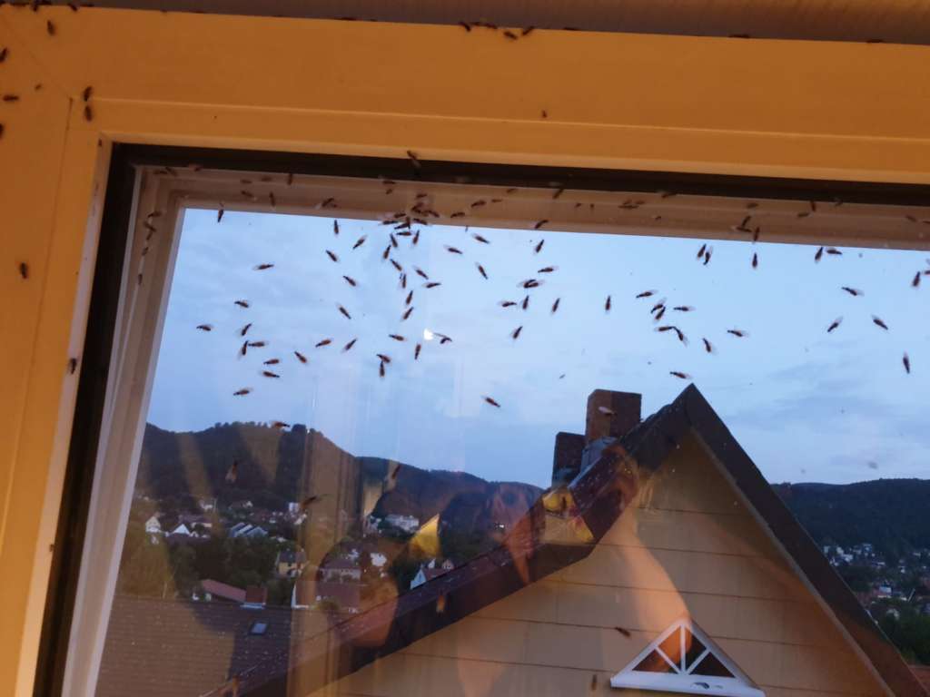 apesta Schädlingsbekämpfung - fliegende Ameisen am Fenster