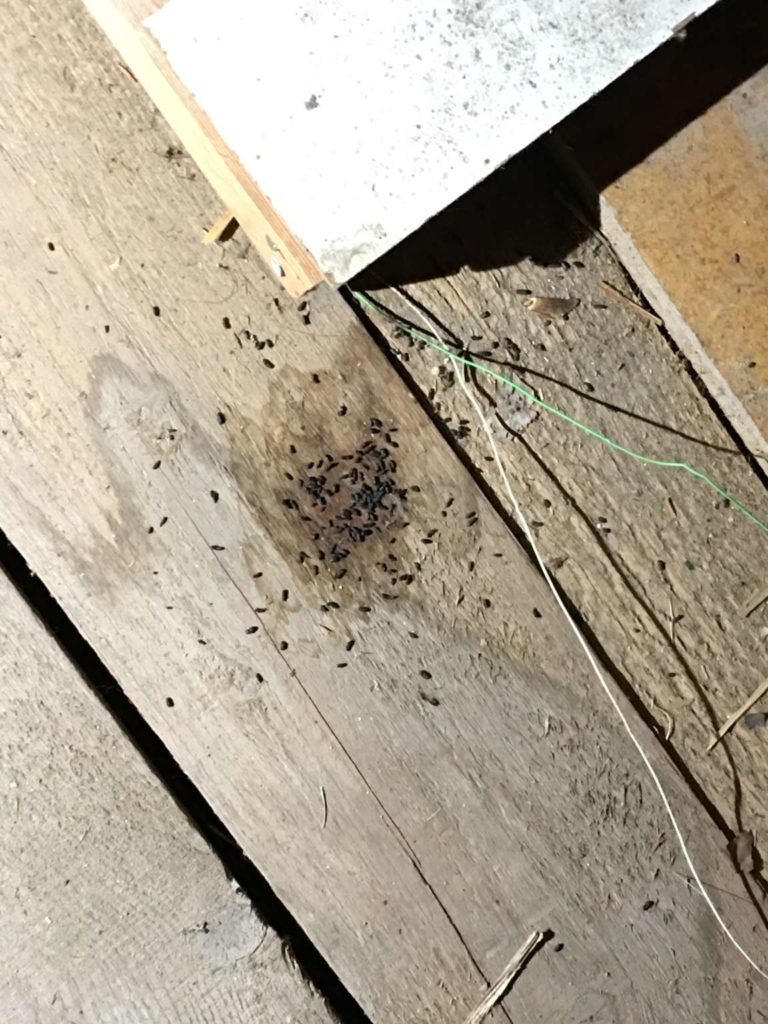 apesta Schädlingsbekämpfung - Mausekot als Hinweis für Mäusebefall