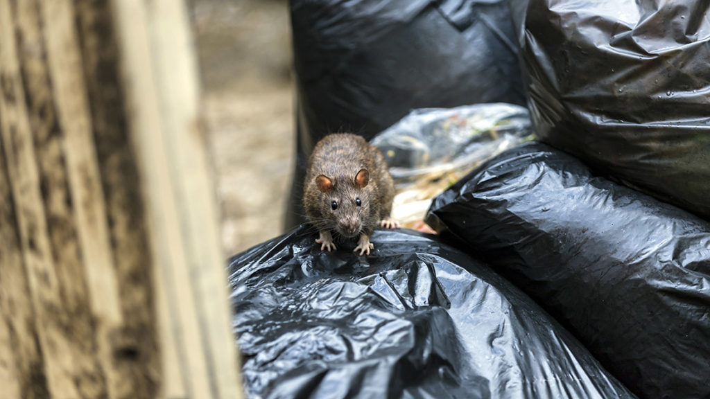 apesta Schädlingsbekämpfung - Ratten zwischen Müllsäcken