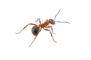 apesta Schädlingsbekämpfung - Ameisen